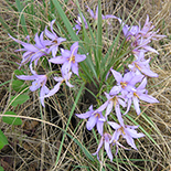 Xerophyta retinervis